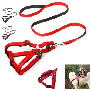 Dog Collar Leash Set