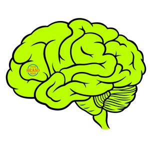 Reflective Pvc Sticker In Brain Design